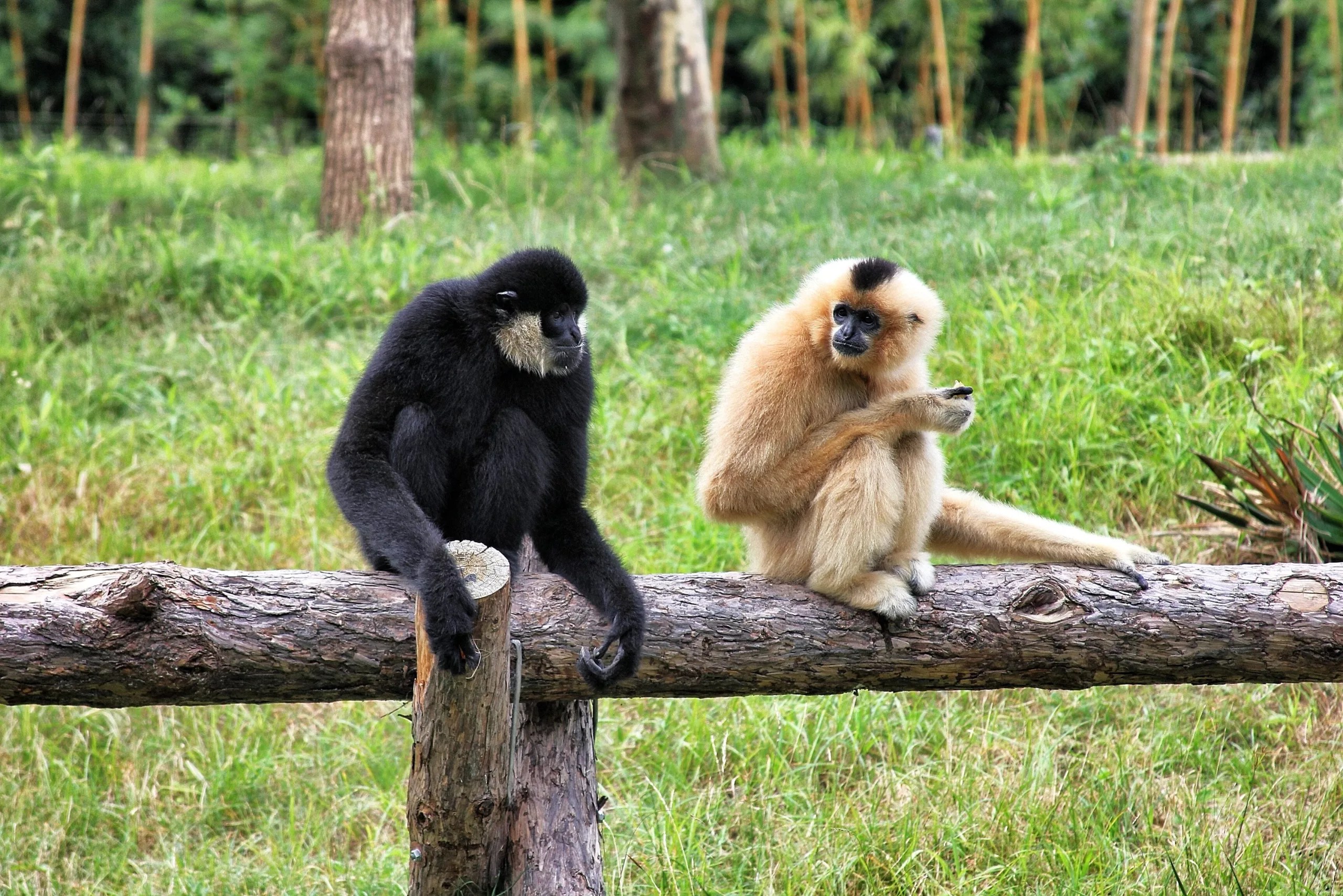 Facts About Gibbons Facts On Tap