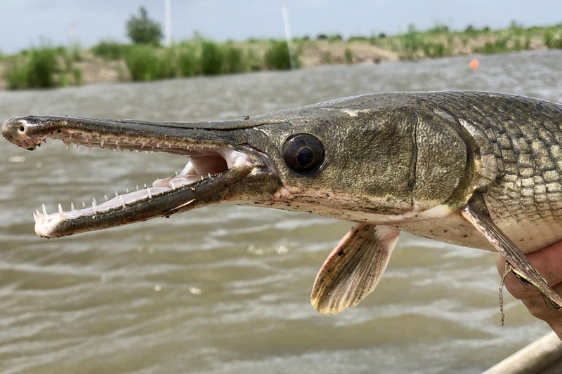 10 Creatures Which Almost Look Unreal Page 3 of 10 Factspedia