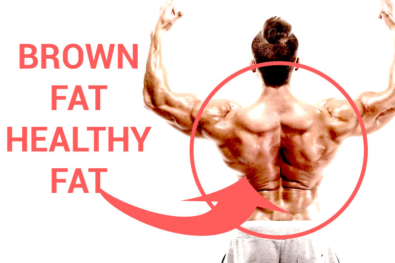 What Is Brown Fat? How is brown fat different from other fat? Factspedia