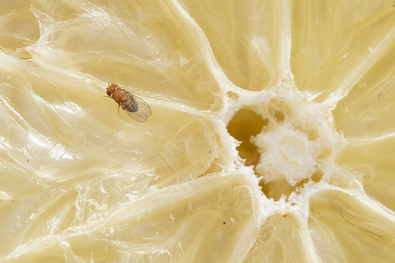If You Have A Fruit Fly Problem In Your Kitchen, This One Thing Is To