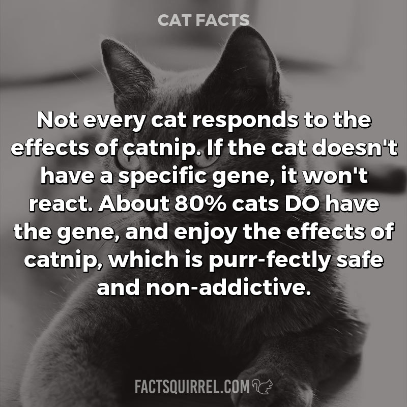 Not every cat responds to the effects of catnip. If the cat doesn't
