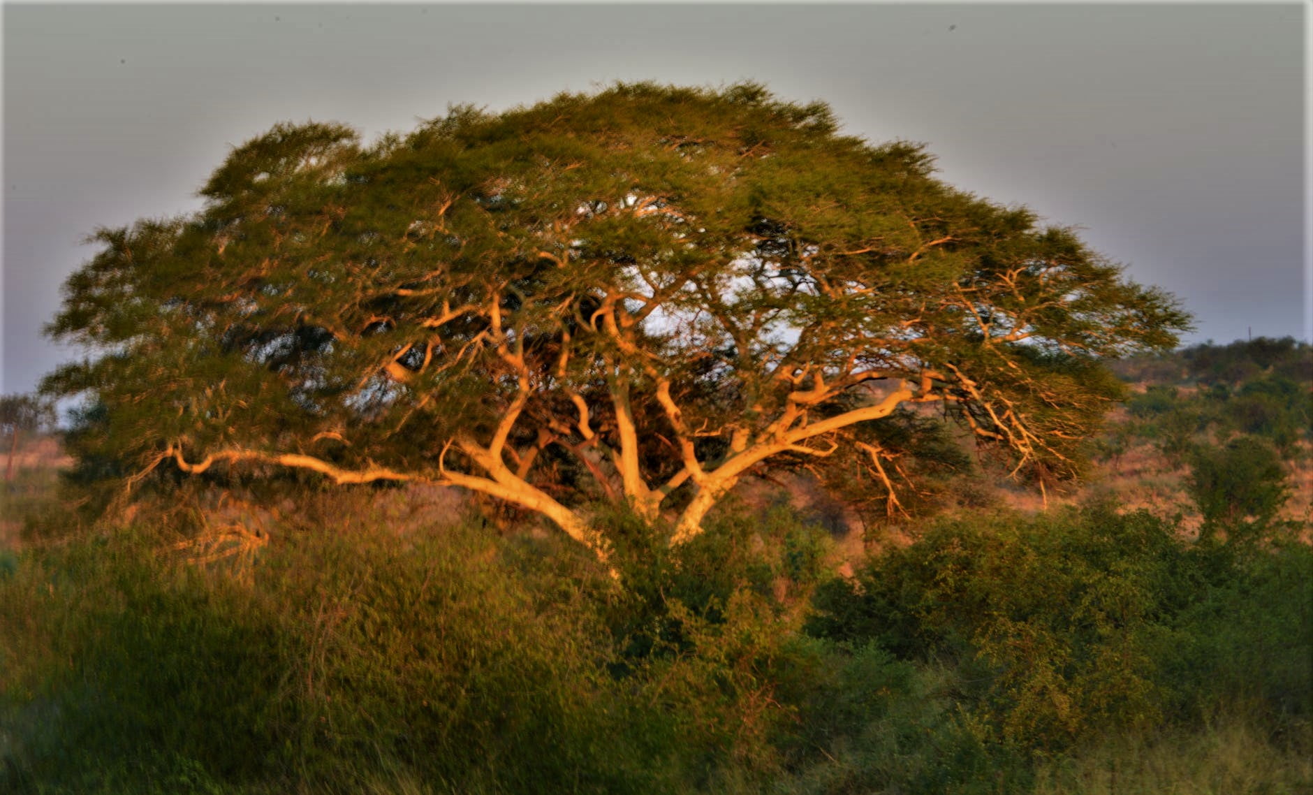 Do you know that Acacia trees can warn each other? Facts Update