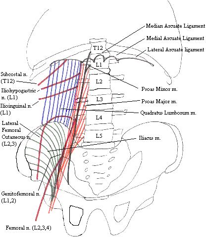 PosteriorAbdominalWallComplete