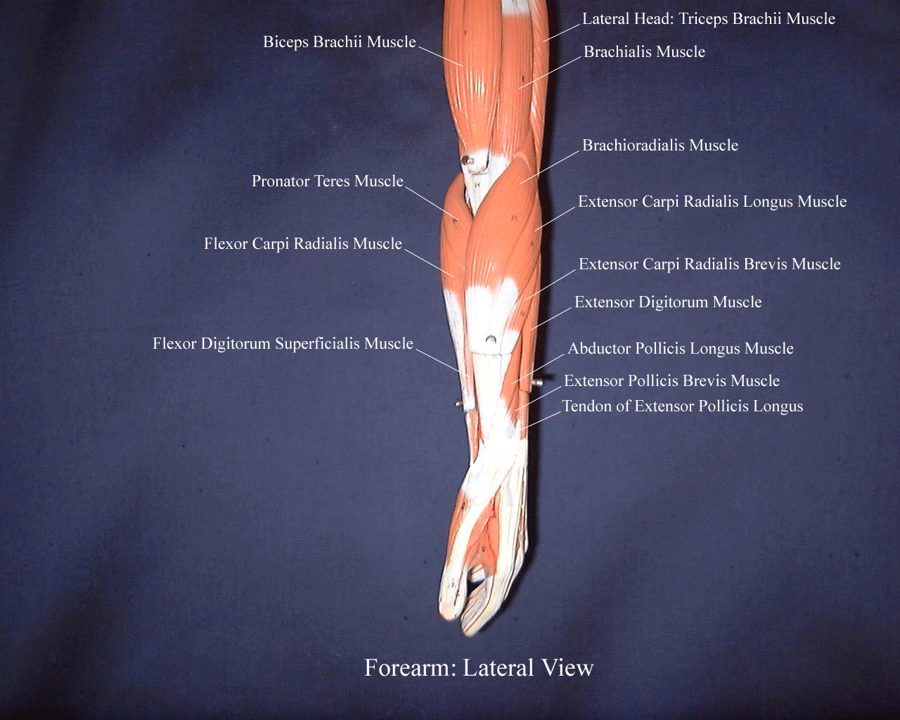 Lateral Arm Muscles at Redondo blog
