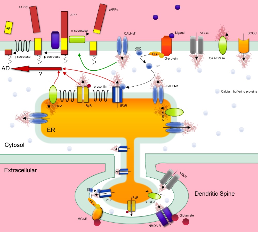 Calcium and Alzheimer’s disease The Green Lab