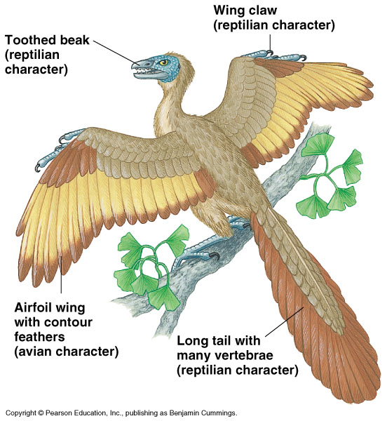 Comparative Anatomy of Vertebrates