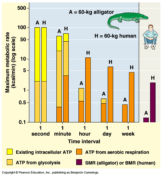 Animal Structure and Function