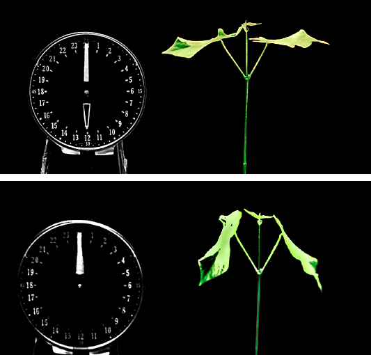 Plant Responses to External Environmental Stimuli