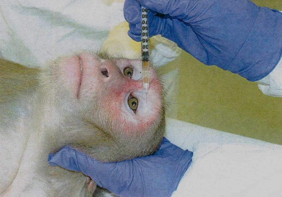 Please Help Stop the Torture and Killing of Animals in Research