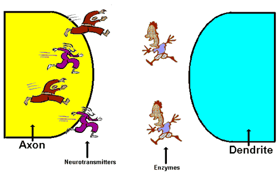 Neuroscience For Kids Outside Games