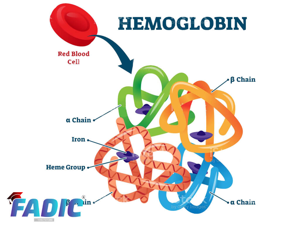 Haemoglobin