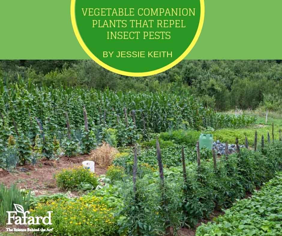 Vegetable Companion Plants that Repel Insect Pests Fafard