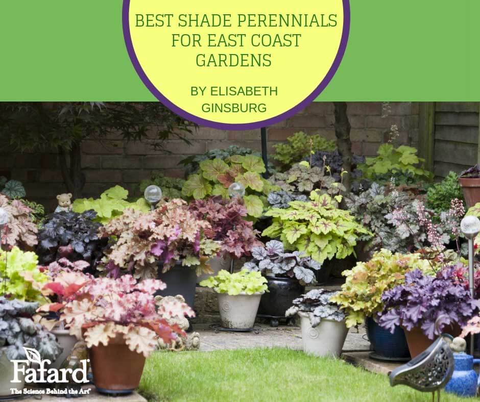Best Shade Perennials for East Coast Gardens Fafard