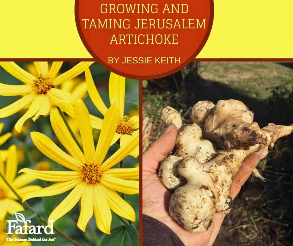 Jerusalem Artichoke Other Names Tero Vegetable