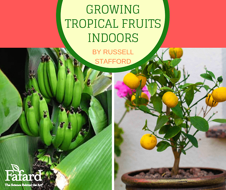 Growing Tropical Fruits Indoors Fafard