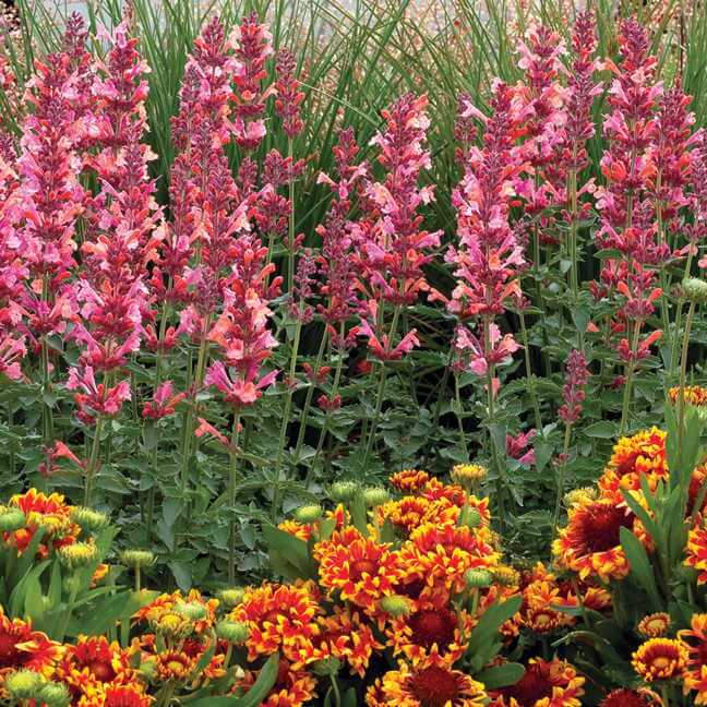 Breath Of The Wild Flower Changes Color Best Flower Site