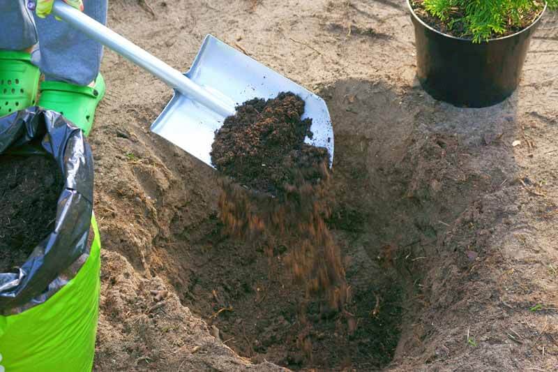Black Gold How to Plant and Site Trees and Shrubs