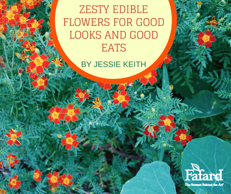 Zesty Edible Flowers for Good Looks and Good Eats Fafard