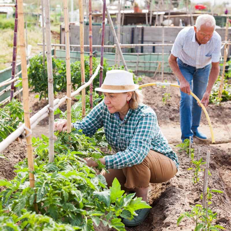 Fafard Vining Vegetables for Vertical Gardening