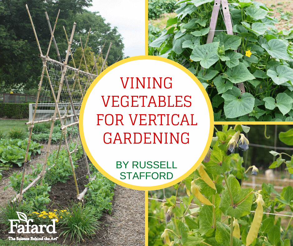 Vining Vegetables for Grapes Tomatoes Raspberries and Vining