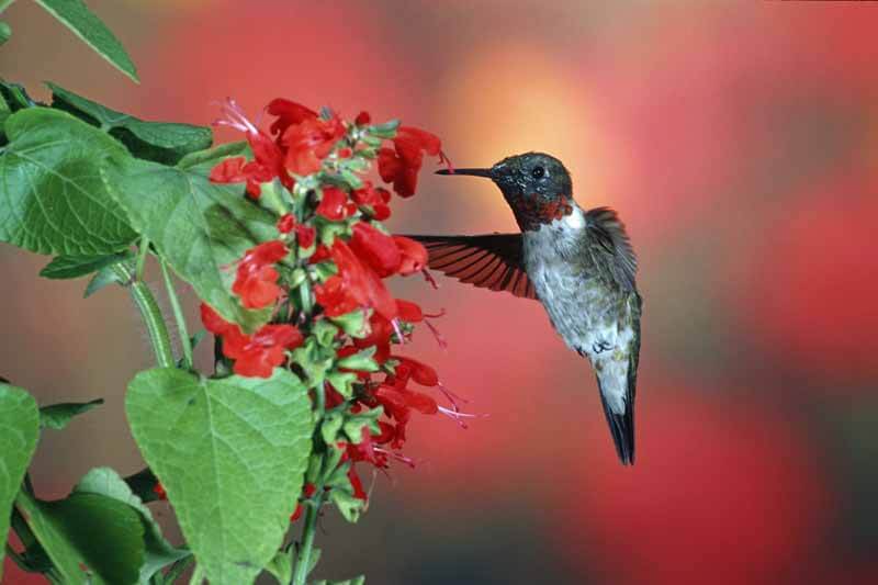 Bright Fall Flowers for Hummingbirds Fafard