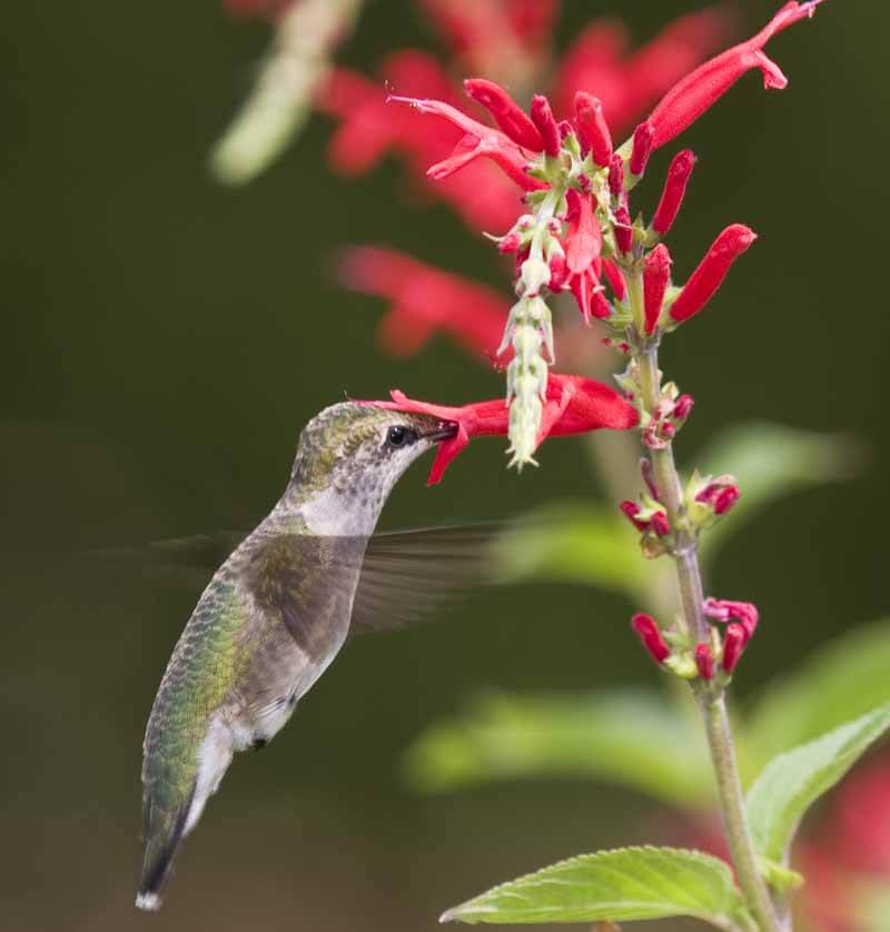 Bright Fall Flowers for Hummingbirds Fafard