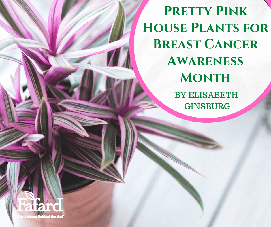 Pretty Pink House Plants for Breast Cancer Awareness Month Fafard