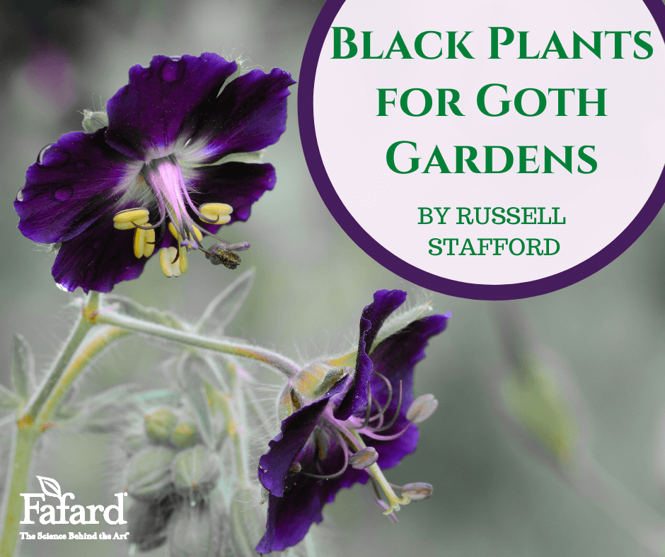 Black Plants for Goth Gardens Fafard