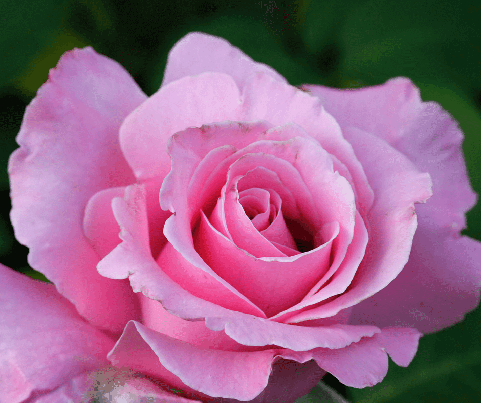 Growing Hybrid Tea Roses for Cutting Fafard