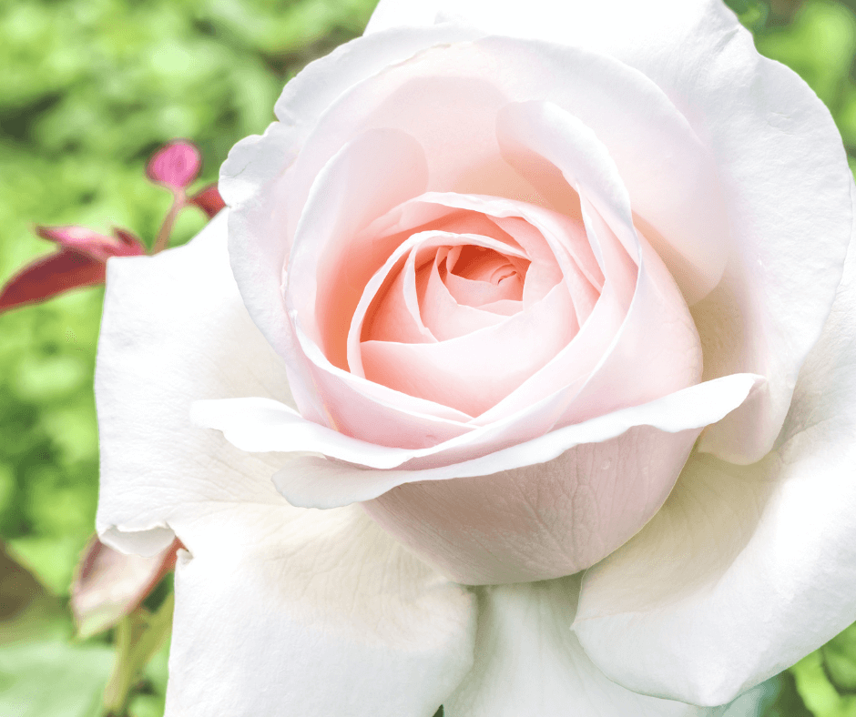 Growing Hybrid Tea Roses for Cutting Fafard