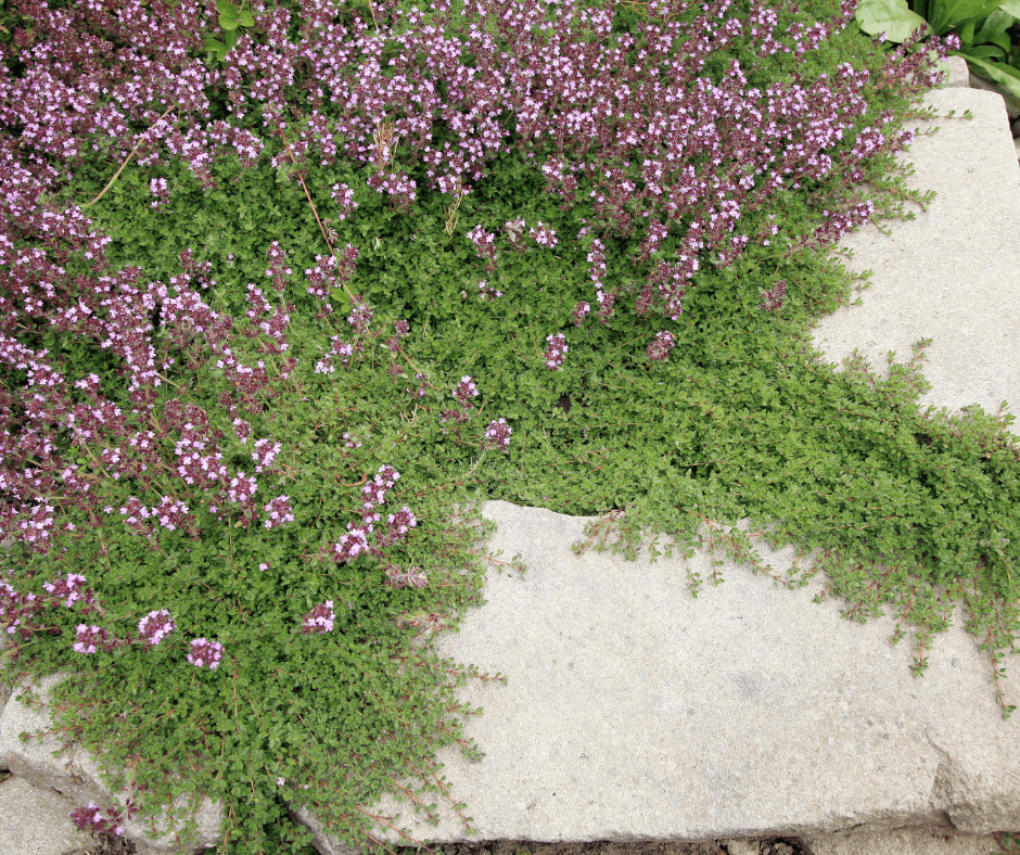 Elfin Thyme Between Pavers