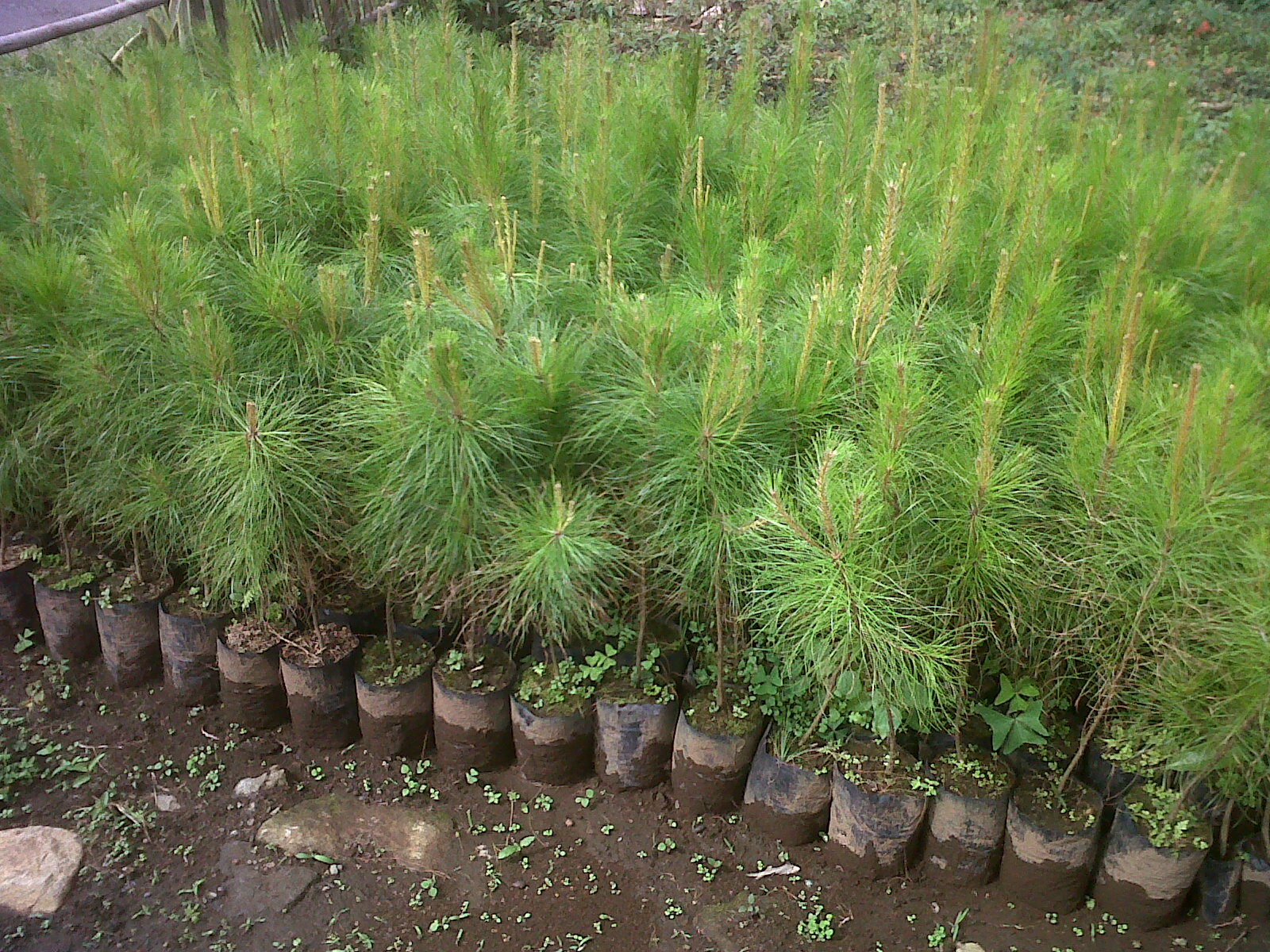 Jual pohon cemara pinus Fahrufora