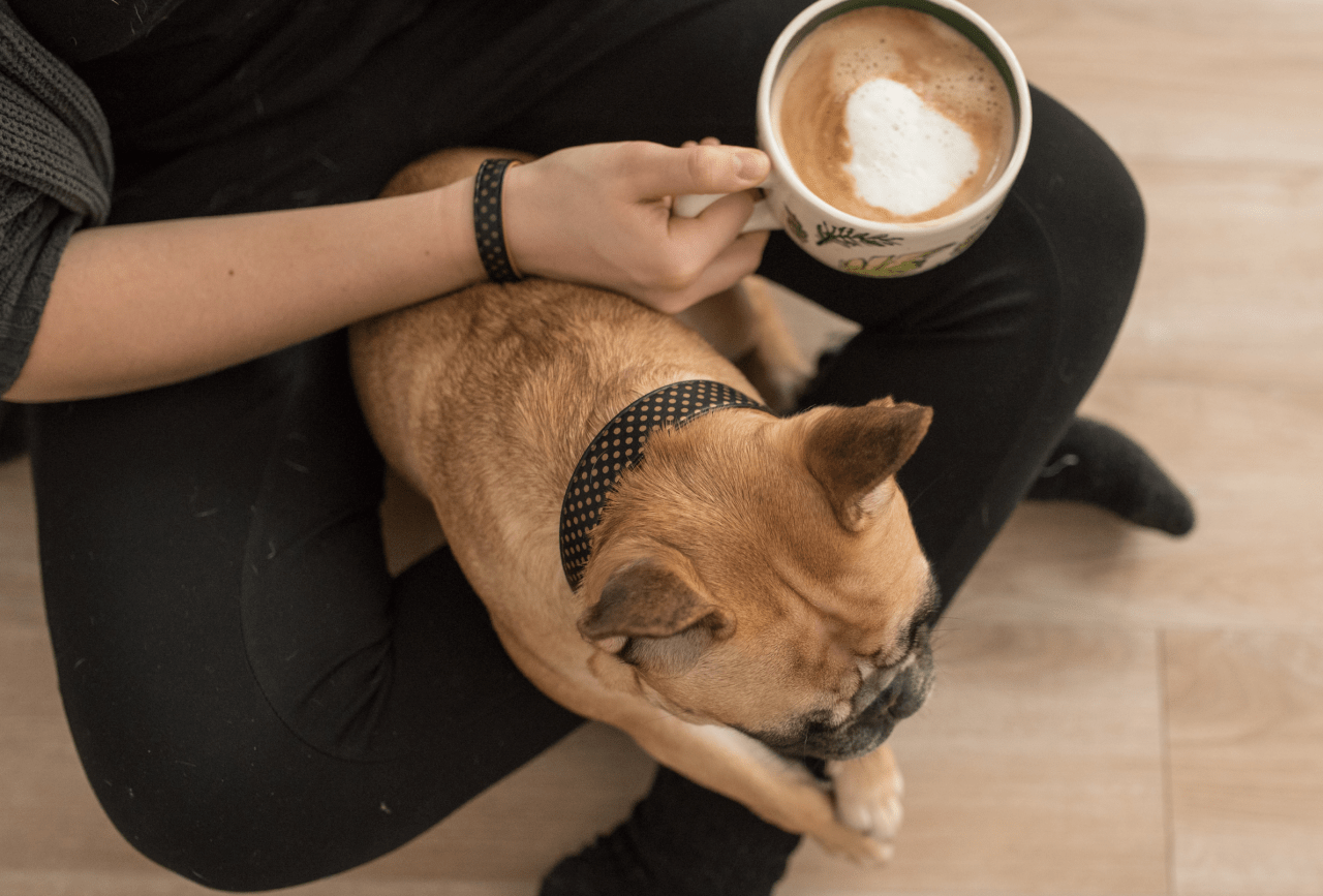 Dry Skin in Dogs Causes, Symptoms & Treatments Faim Museau