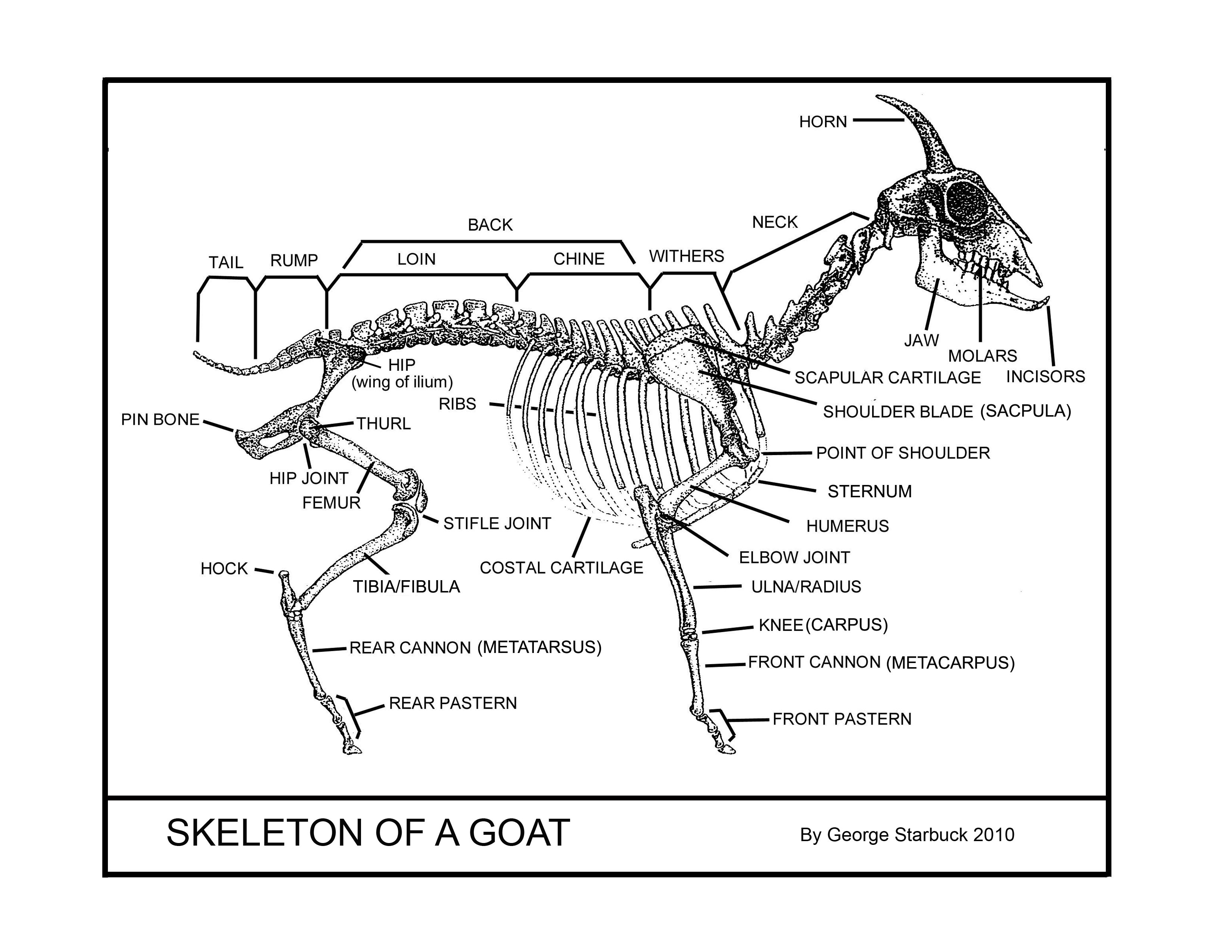 Fainting Goat Guild FGG Goat Anatomy