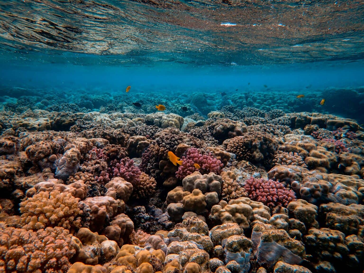 Why and how Can We Protect Coral Reefs? faircado