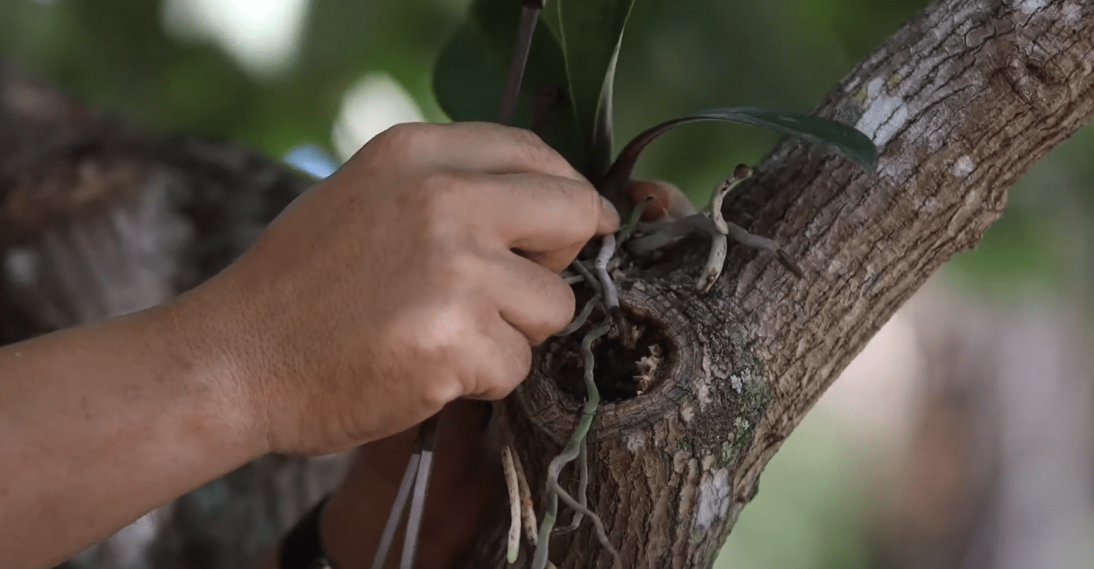 How to Grow Your Wild Orchids on Trees Tree Orchid Guide