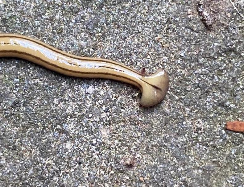 Hammerhead Worms Found in Fairfax County Fairfax Master Naturalists