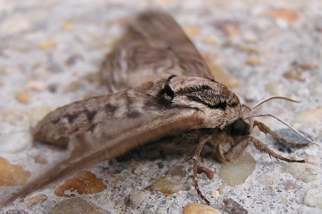 The Hidden World of Moths, Our Nocturnal Pollinators Our Stories and Perspectives