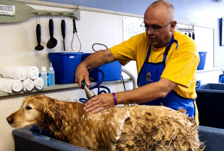 Dog Grooming Prices Price List Near You, Philadelphia, PA Fairmount