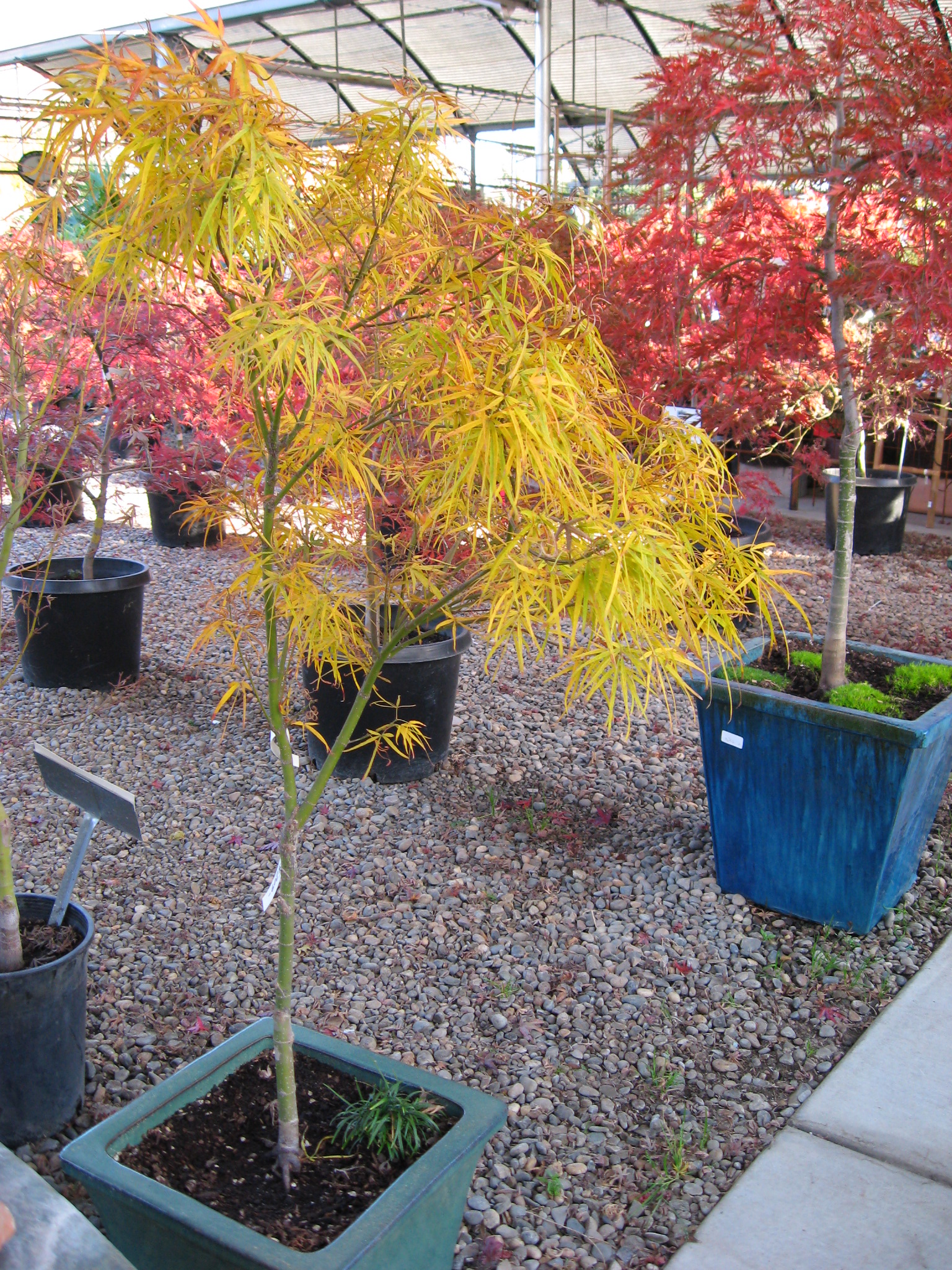 Fair Oaks Boulevard Nursery Japanese Maples