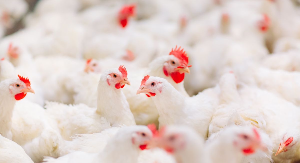 There is and will be no chicken shortage, says SA Poultry The