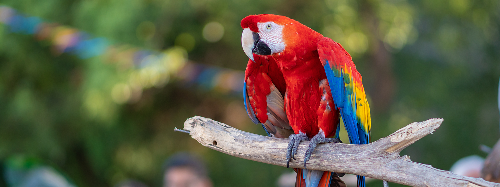 Exotic Bird Mart & Expo Fairplex