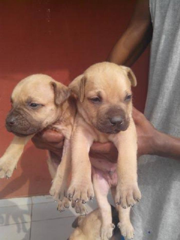 Boerboel Puppy for sale in Lagos