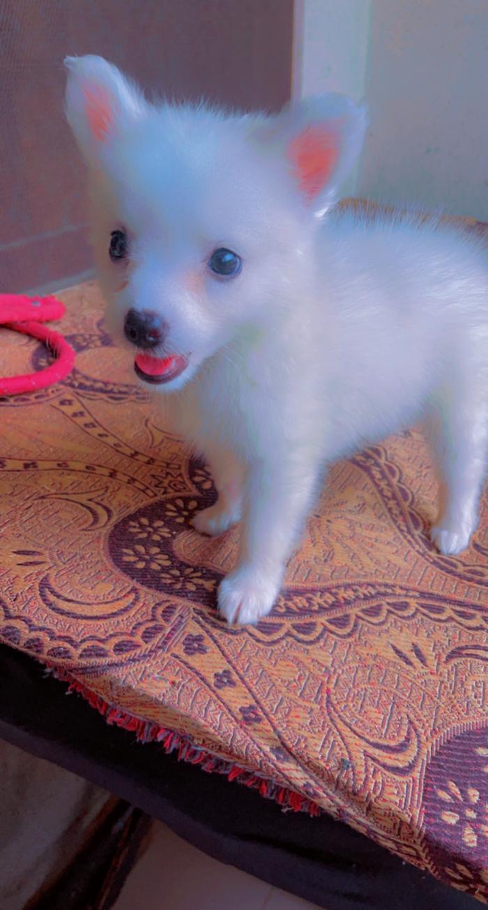 American Puppy for sale in Lagos