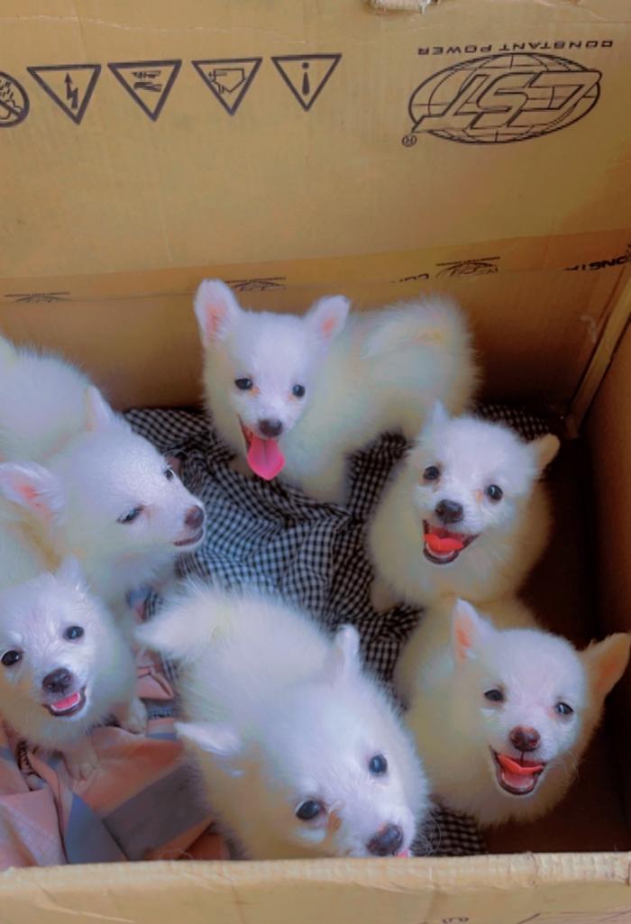 American Puppy for sale in Lagos