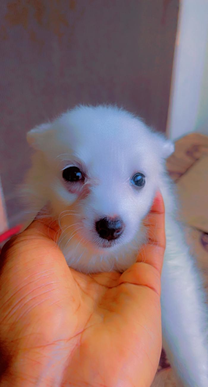 American Puppy for sale in Lagos