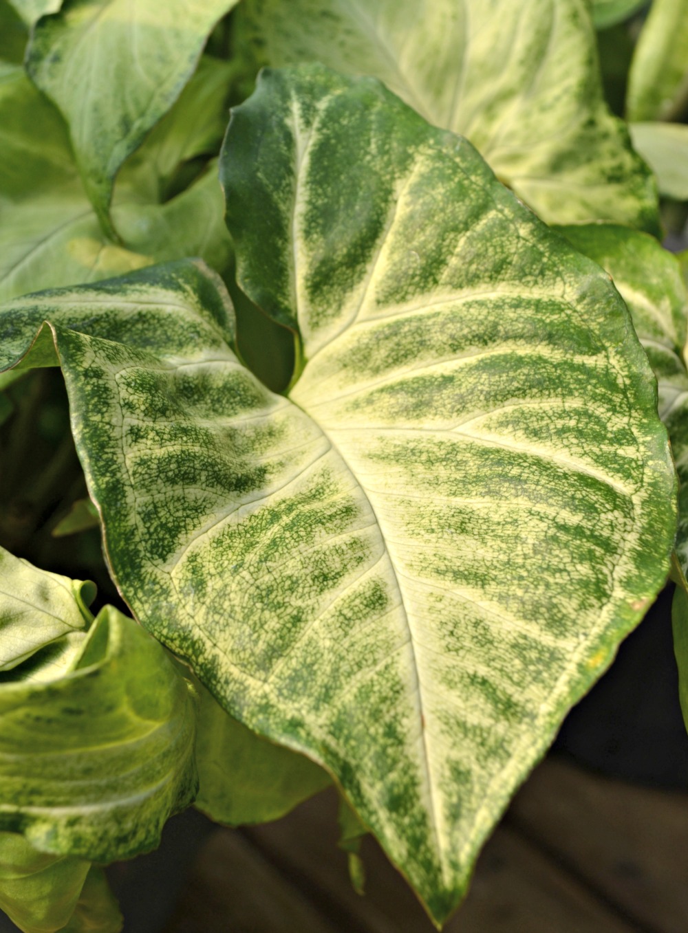 Top 5 Houseplants Fairview Garden Center