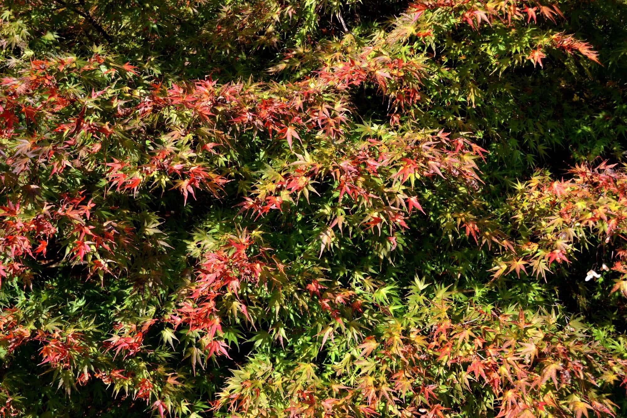 Japanese Maples Fairview Garden Center Raleigh NC