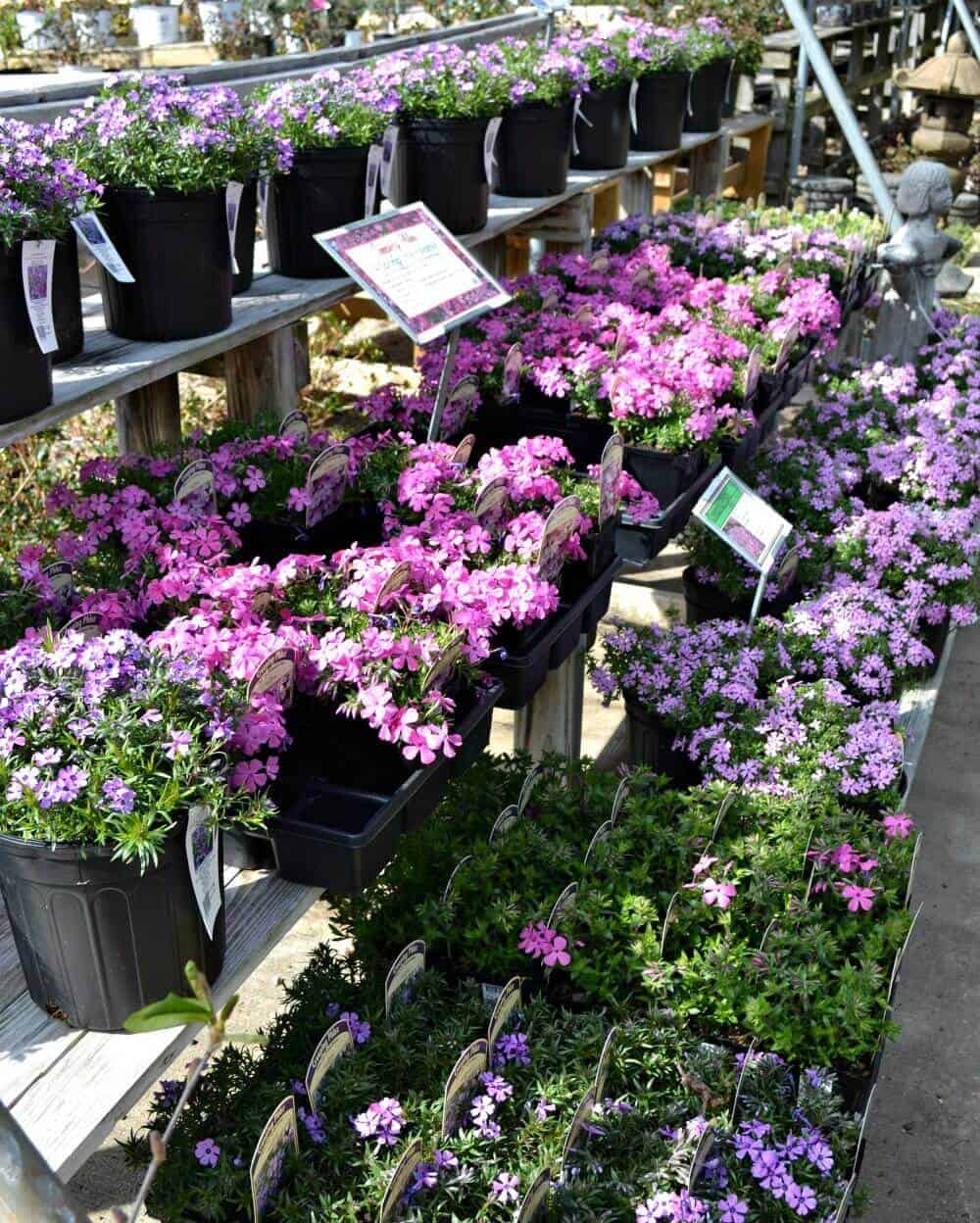 Phlox Fairview Garden Center Raleigh NC