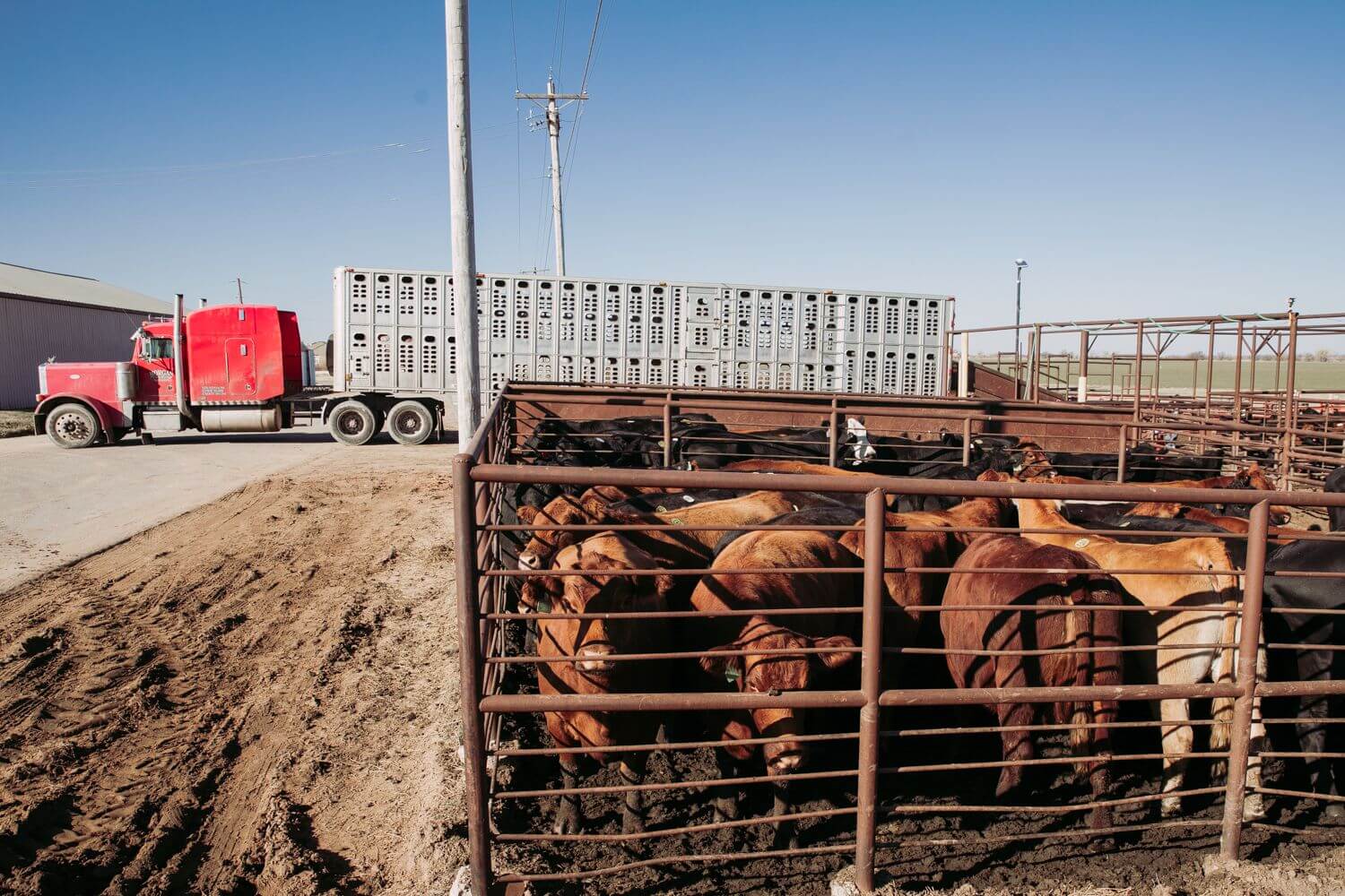 Current Consignments Fairview Livestock Commission Company